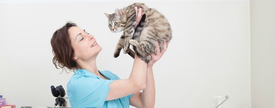 Katteforsikring sygeforsikring – en forsikring din kat